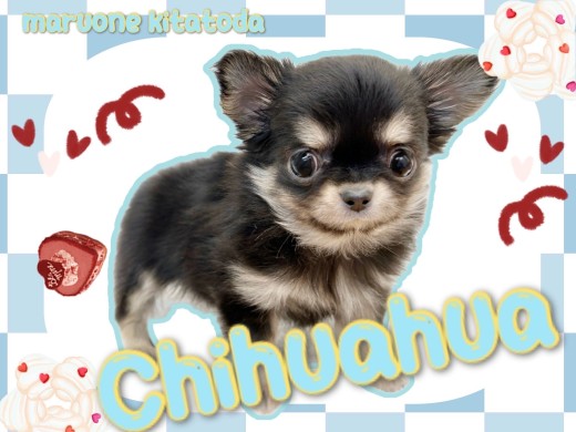 チワワ | ペットショップ マルワン 小さめ子犬 美形な子猫