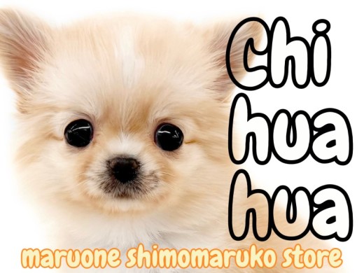 【 チワワ 】チャンピオンの素質を受け継ぐ究極の癒し系ドワーフ体系の男の子見参!