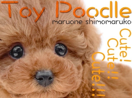 【トイプードル】極上ルックスの持ち主!ふわもこトイプーちゃんとのあったかライフ!