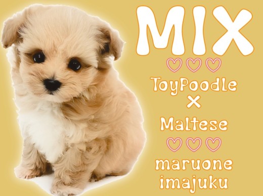 【 MIX 】生後70日で570g!トイプードルとマルチーズの最強マルプー登場!