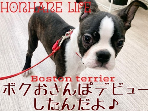 【 ボストンテリア 】祝!お散歩デビューしたボスくんに密着!!