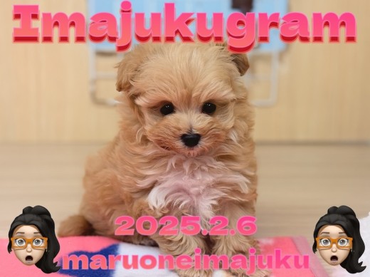 【 イマジュクグラム 】生後2ヶ月で560gの最強MIX!マルプーの女の子!