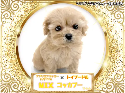 ワカバウォーク鶴ヶ島店BLOG（2） | マルワンBLOG | ペットショップ  