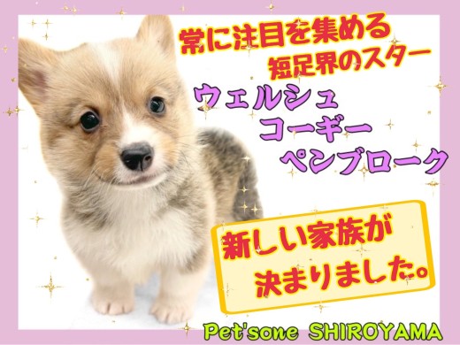 【 ウェルシュコーギーペンブローク 】今回もコーギーちゃん早々家族が決まりました