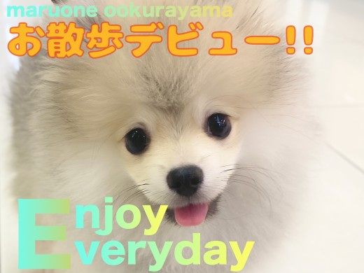 【 ポメラニアン 】楽しい気持ちが伝わる笑顔のお散歩デビューの様子！