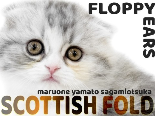 【 スコティッシュフォールド 】パパはチャンピオン!激カワまん丸垂れ耳にゃんこ