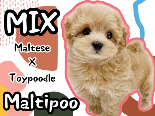 MIX（マルチーズ×トイプードル） | ペットショップ マルワン