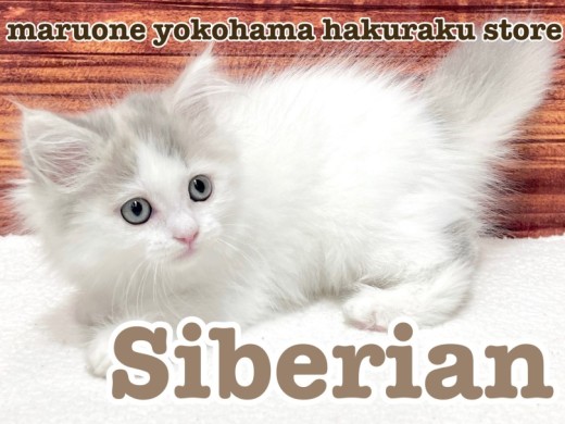 【 サイベリアン 】神秘的な外見と甘えん坊で遊び好きな性格のギャップ萌えにゃんこ