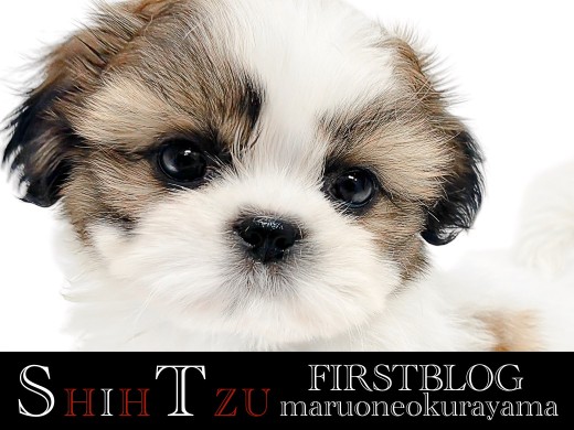 【 シーズー 】洗練されたカラーリング・愛らしいルックスに大注目!