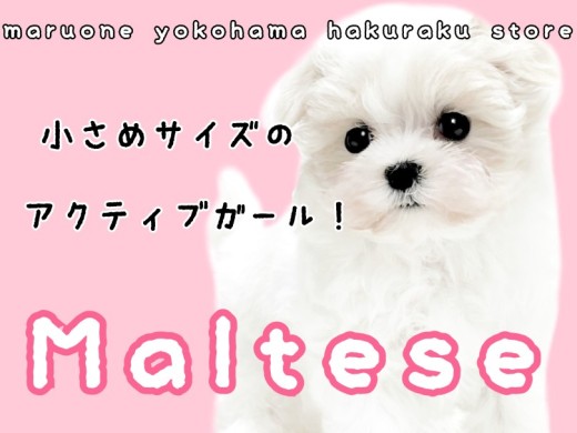 【 マルチーズ 】純白の天使!両親共に1kg台の小さめわんこ
