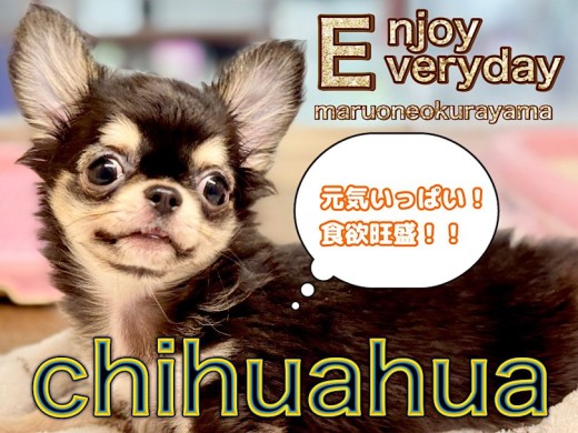 【 チワワ 】2回目のワクチン終了!愛嬌たっぷり元気なブラタンBOY!