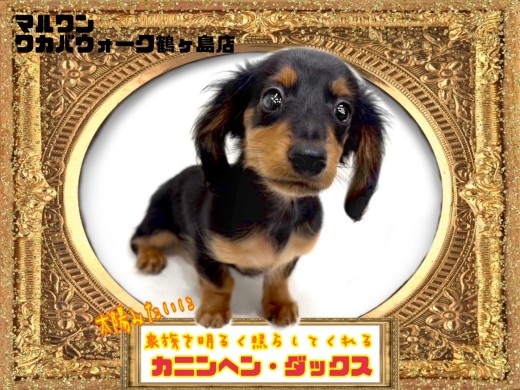 【 カニンヘンダックス 】お家を明るくしてくれる元気な短足な女の子