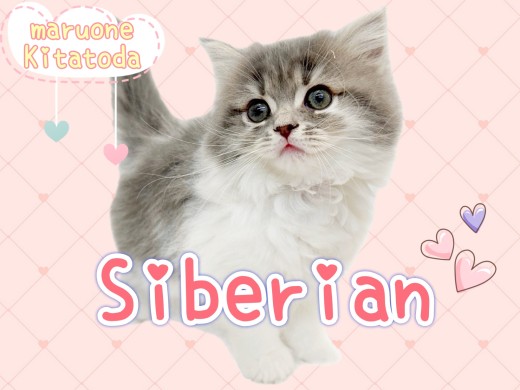 【 サイベリアン 】 今大注目のにゃんこ!セレブ級の風格を持つ圧倒的美猫!
