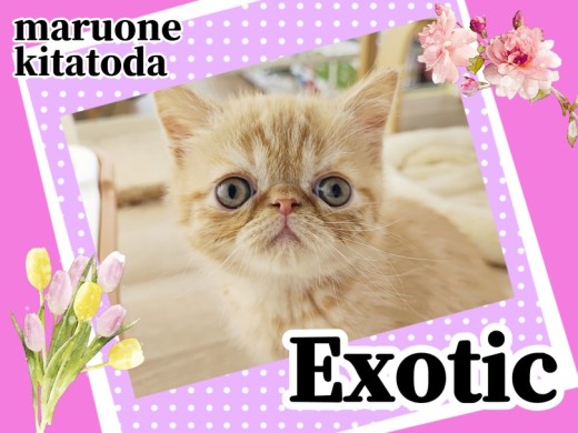【 エキゾチック 】可愛さがぎゅっと詰まった鼻ぺちゃにゃんこが北戸田店に初登場!