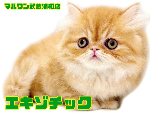 【 エキゾチック 】究極のブサカワ!超甘えん坊なロングヘアの男の子!