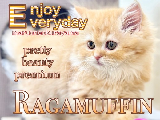 【 ラガマフィン 】お店に来て2週間!超癒し系プレミアムニャン子!