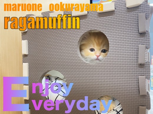 【 ラガマフィン 】出れそうで・・出れにゃい!!でも諦めにゃいラガちゃん!