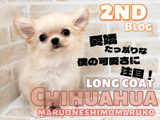 【 チワワ 】小さなドワーフ体型で大きな愛を届ける無防備な甘えん坊の2nd記事