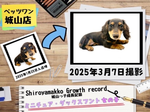 【 ミニチュア・ダックスフント 】城山っ子成長報告!2025年3月7日