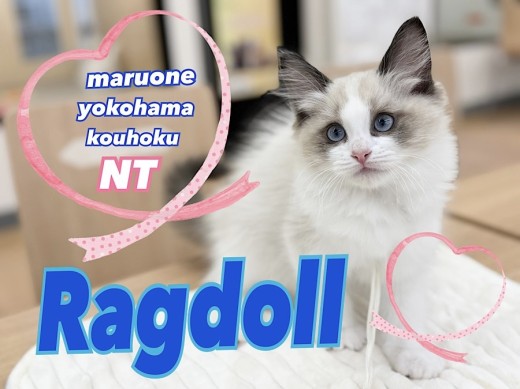 【 ラグドール 】ブルーの瞳が印象的なリアルぬいぐるみにゃんこ登場!