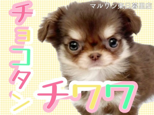 【 チワワ 】天真爛漫な甘えん坊!チョコタンロングの垂れ耳マロ眉女子。