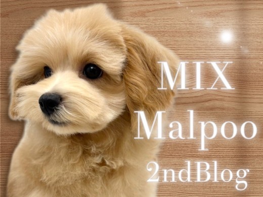 【 マルプー 】激カワマルプーさん!生後4ヶ月を迎え可愛さと逞しさUP!