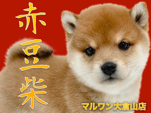 【 豆柴 】まるでぬいぐるみ!奇跡のまんまるフォルムの赤豆柴ガール!