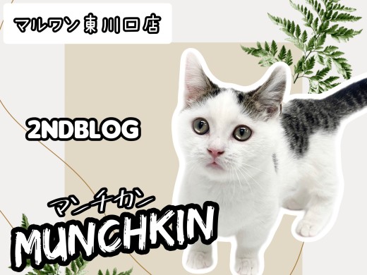 【 マンチカン 】生後4ヶ月!超甘えん坊な短足キャットの成長記録!