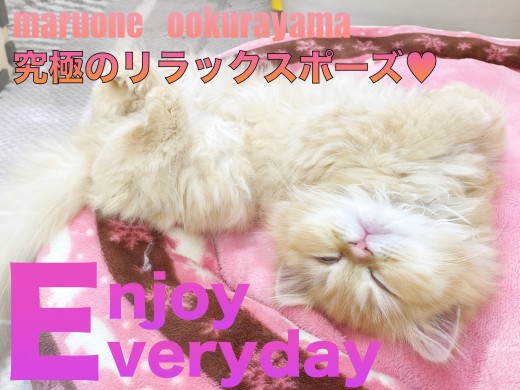 【 ラガマフィン 】究極の安心の証!!へそ天ポーズから液体化!