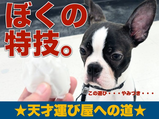 【 ボストンテリア 】ボクの特技〜天才運び屋への道〜
