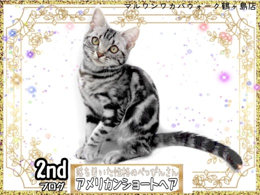 子猫情報 | マルワンBLOG | ペットショップ マルワン 小さめ子犬 子猫情報 | マルワンBLOG | ペットショップ マルワン 小さめ子犬
