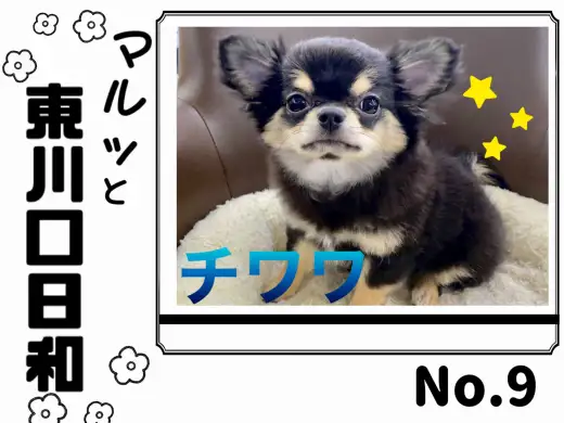 【 マルっと東川口日和No.9 】賢く従順、やわらかな毛並みの癒し系チワワくん