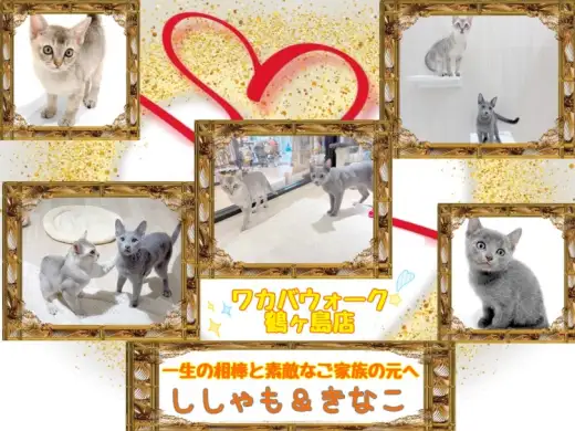 【 社会化が繋いだ縁！奇跡の多頭飼い 】ししゃも&きなこ奇跡のお迎え物語