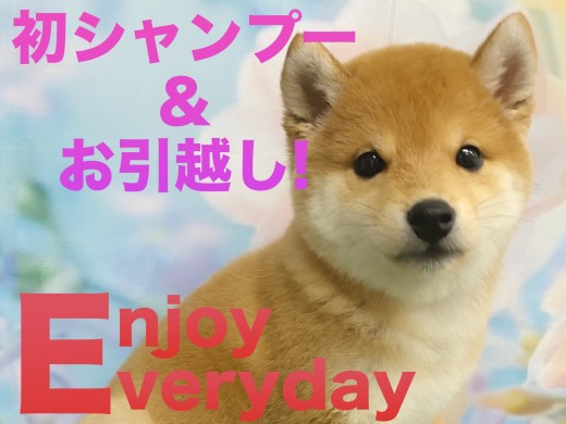 【 豆柴 】初シャンプー&大きいお部屋にお引っ越した豆柴ちゃん!