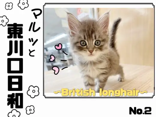 【 マルっと東川口日和No.2 】人気独占!ブリティッシュロングヘアの貴公子降臨