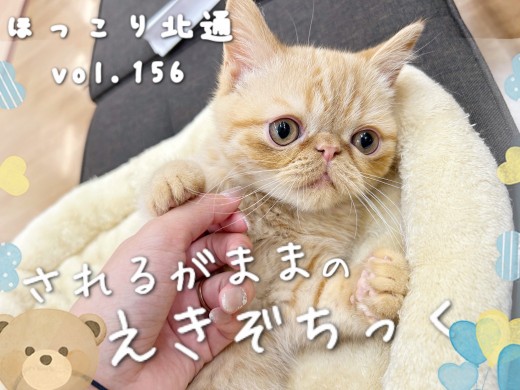 【 ほっこり北通vol.156 】肉球だって触れちゃう!されるがままエキゾチック
