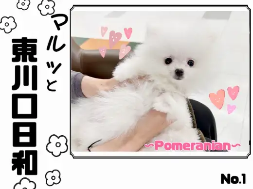 ポメラニアン | ペットショップ マルワン 小さめ子犬 美形な子猫