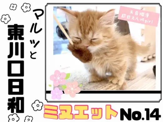 【 マルっと東川口日和No.14 】争奪戦必須な超激カワ短足にゃんこが登場！
