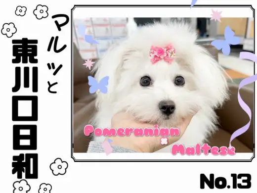 【 マルっと東川口日和No.13 】歩くのが大好き！散歩達人のMIXポメマル