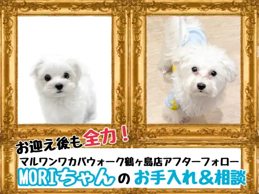 【 今日の鶴ヶ島店 】卒業生マルチーズのMORIちゃんの来店