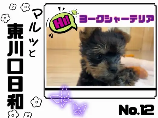 【 マルっと東川口日和No12 】順応性抜群！可愛らしい女の子ヨーキーちゃん