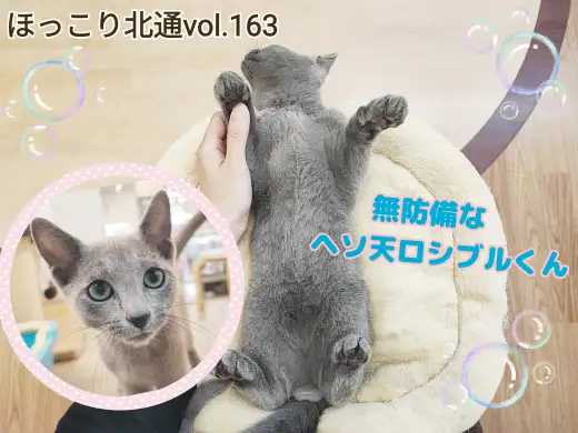【 ほっこり北通vol.163 】超無防備！甘えん坊なヘソ天ロシアンブルー