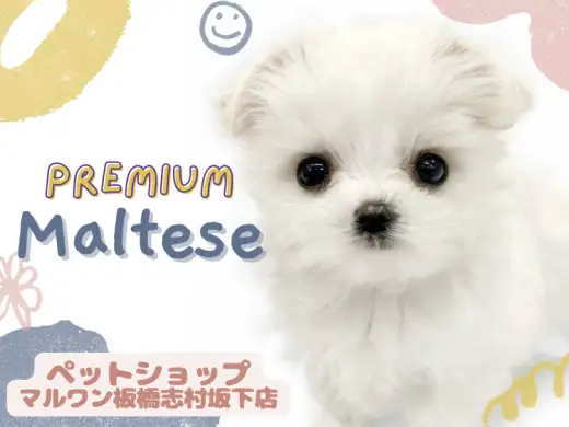 【 マルチーズ 】手乗りサイズのマルチーズ降臨！プレミアム要素をご紹介！