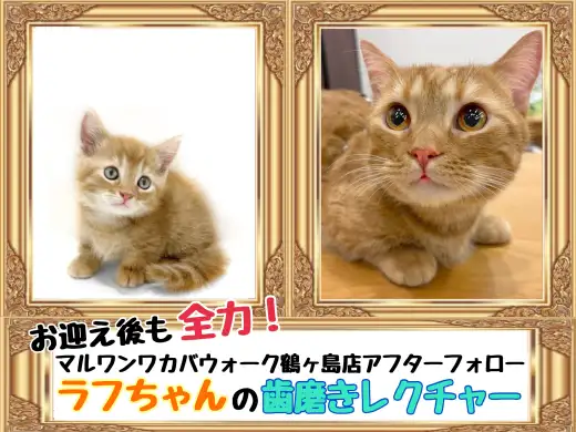 【 お迎え後が本番！マルワンアフターフォロー 】鶴ヶ島店卒業生ラフちゃんの歯磨き