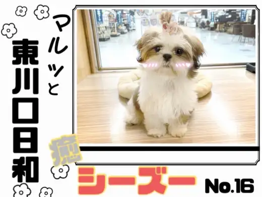 【 マルっと東川口日和No.16 】抱っこ大好き甘えん坊な女の子シーズーちゃん