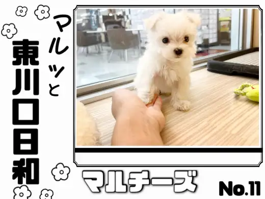 【 マルっと東川口日和No.11 】ルックスと性格の二刀流の爆イケわんこが登場！