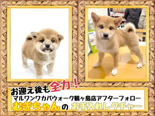 【 お迎え後が本番！マルワンアフターフォロー 】鶴ヶ島店卒業生の柴犬むぎちゃん