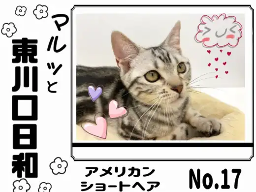 【 マルっと東川口日和No.17 】一緒に遊ぼう！元気いっぱいアメショくん