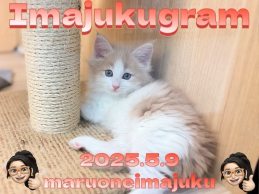 【 イマジュクグラム 】クリームタビーが美しいノルウェージャンの女の子降臨!