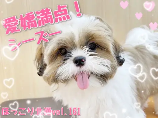 【 ほっこり北通vol.161 】抜群の甘えん坊スキル！愛嬌満点シーズーくん